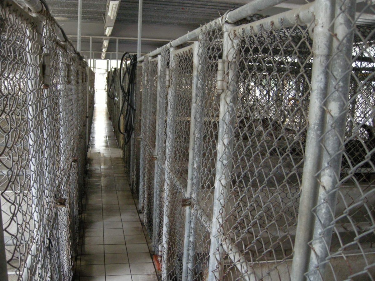 動物之家后里動物之家2003年啟用，當初只以「暫時收容」的思維去規劃籠舍，逐漸不符合當代動物福利要求。　台中市動保處/提供