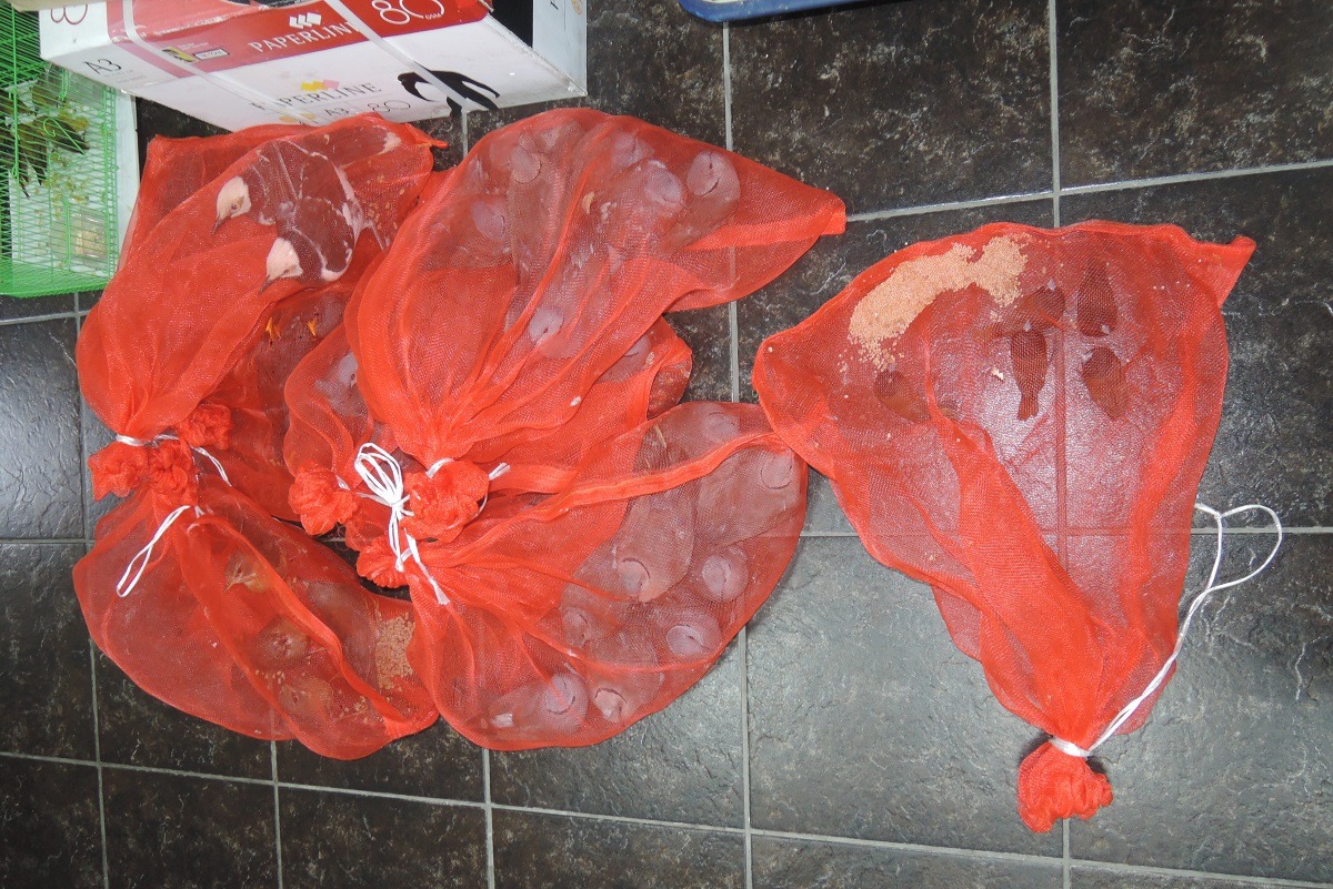 動保員將野鳥查扣、帶回防疫所。　基隆市動物保護防疫所/提供