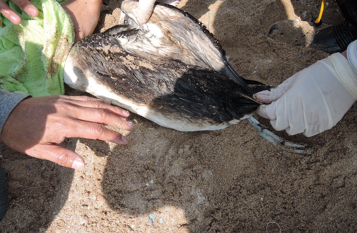 紅喉潛鳥身上沾滿油污。　 基隆市動物保護防疫所/提供