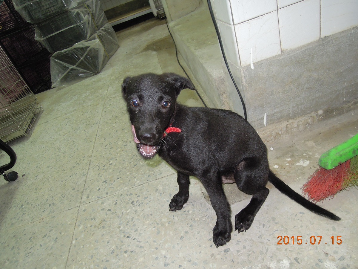 放養走失的小黑狗個性親人、與人有良好互動，雖然又回到了瑞芳收容所，但基隆防疫所人員認為牠再次被領養的機會相當高。　基隆防疫所/提供