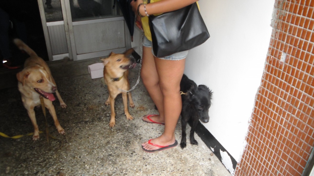 3隻狗久未進食,瘦到見骨。 新竹縣家畜防治所/提供