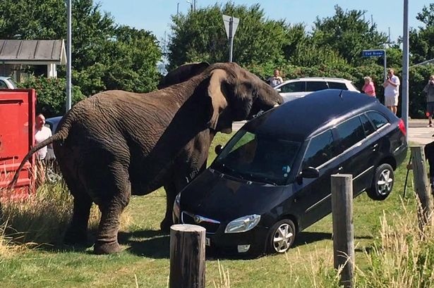 被工作人員毆打後，大象抓狂攻擊附近的車輛。　取自Mirror