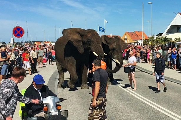 工作人員引導大象回到馬戲團，引來大量民眾圍觀。　取自Mirror