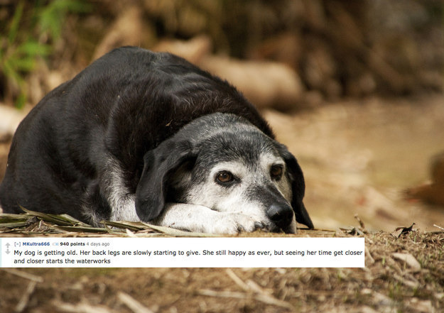 據網路論壇討論，令男性哭泣的原因中，狗狗佔有大量比例。　取自buzzfeed