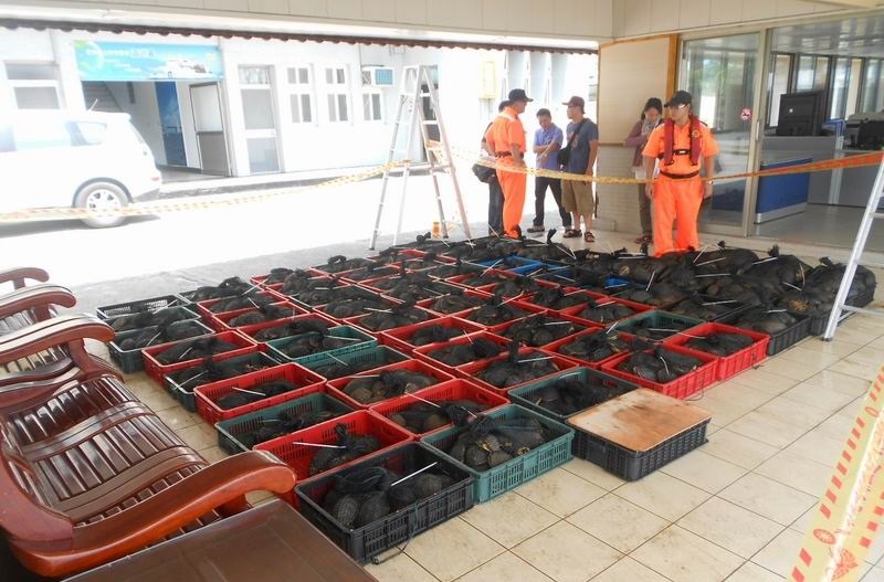 2013年9月,海巡署在屏東縣東港破獲保育龜走私案,查獲食蛇龜1358隻、柴棺龜1081隻,不法獲利初估約為台幣1400萬元。 林務局/提供