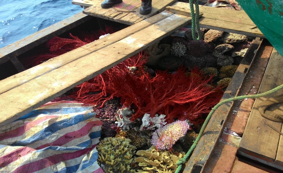 今年3月23日,海洋巡防總局率領巡防艦艇前往東沙島海域護漁,查獲中國籍漁船「琼琼海漁05055號」違規撈捕綠蠵龜3隻、珊瑚15,000公斤、硨磲貝及螺旋尖螺400公斤。 取自行政院海岸巡防署全球資訊網