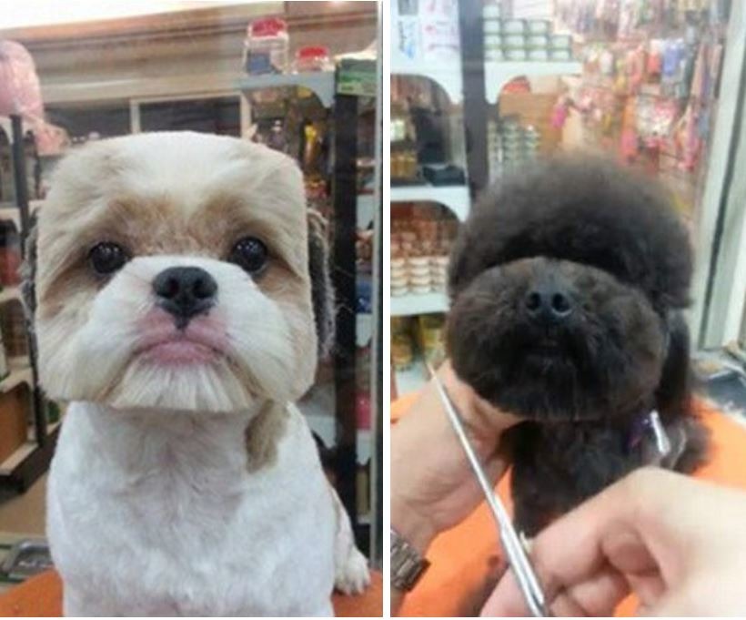 方形的西施犬、圓形的玩具貴賓，對你來說是新鮮事還是早習以為常？　取自Metro