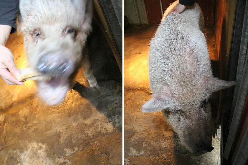 除了老狗，八里保育場中還有位重量級老住戶「飛飛」，豬的平均壽命大約是20歲，飛飛已經13歲了，體重破百公斤，在八里保育場生活了8年，是隻挑食、愛乾淨的豬，非常熱愛吐司（左）。　李娉婷/攝