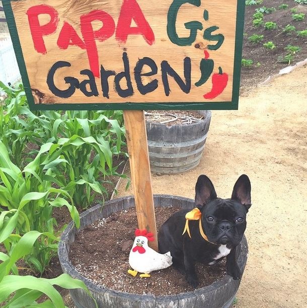 「無穀、有機的本地農場食材最適合我們的身體和大腦了，我就是這樣吃的！」　instagram_ladygaga