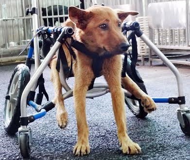 大黃因為車禍後肢癱瘓、萎縮，靠著民眾捐贈的輪椅才得以再次行走。　新北市動保處/提供