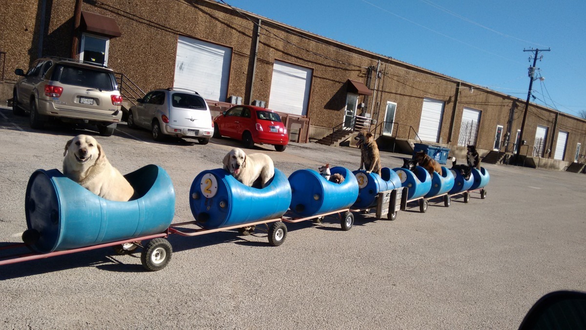 狗兒們對搭火車出遊感到非常興奮。　取自The Dodo