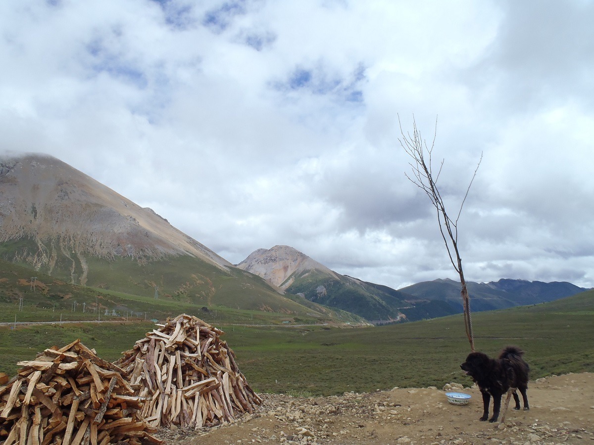 貢巴表示，藏獒能在面對任何威脅時，勇猛無畏地保護人類和牲畜。　flickr_Sonja Laukkanen