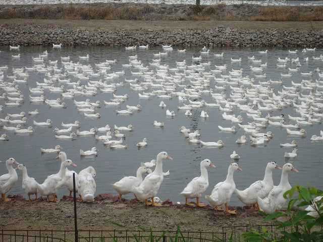 防檢局局長張淑賢說明，每1公克的糞便就含有1億顆病毒，漁牧綜合經營將使病毒更容易擴散。（此為示意圖）　flickr_Ting-yu (Joseph) Jiang