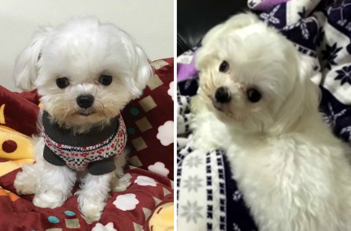 凱凱倍受家人疼愛，沒想到卻被寵物美容師打死。　翻攝網路