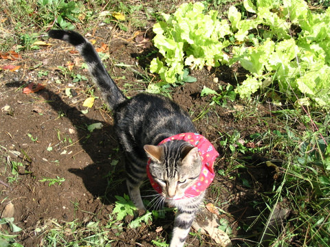 喬治在戴上頸圈後,18個月裡只抓到3隻鳥,過去每到夏天牠幾乎可以每天抓到1隻鳥。 取自Birdsbesafe