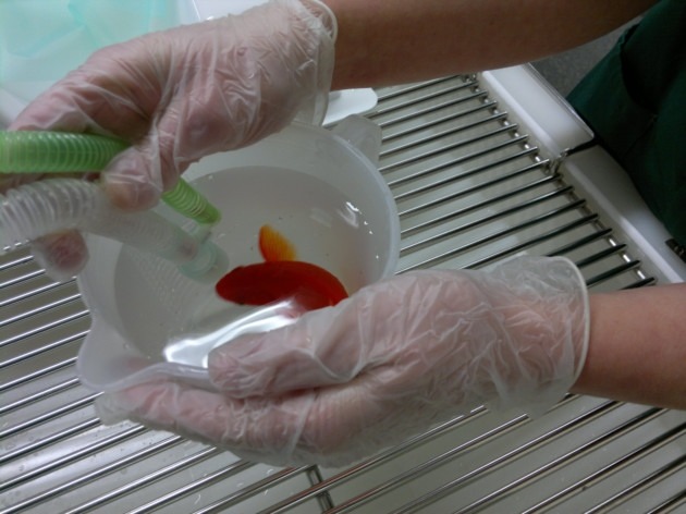 準備動手術的金魚，購買一隻金魚的價格不會超過3英鎊，但牠的主人花了300英鎊為牠治療。　取自edp24