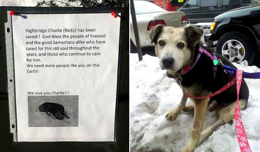 瑞奇/查理被過去的餵養人領養,現在已有安全的住所。 取自Life with Dogs