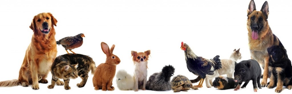 我國《動物保護法》雖稱保護所有脊椎動物，但在立法和實際執行上都一再限縮於貓狗。　取自網路