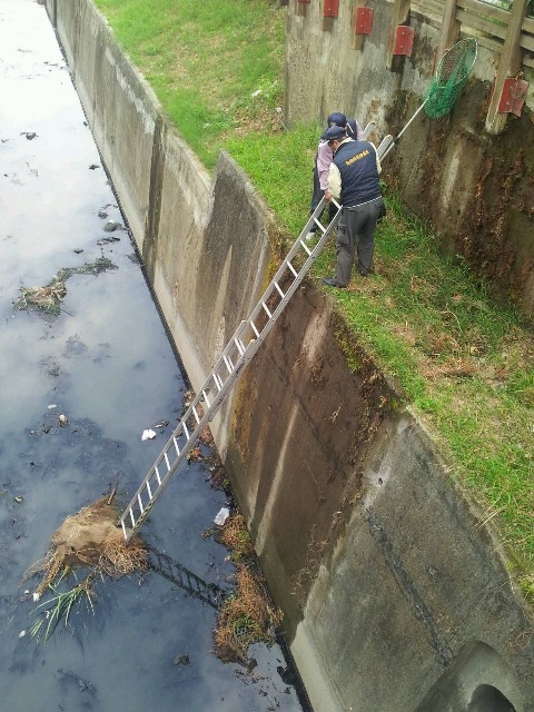 高雄市犬貓救援隊救援掉落3樓深大排水溝的犬隻。　高雄市動保處/提供
