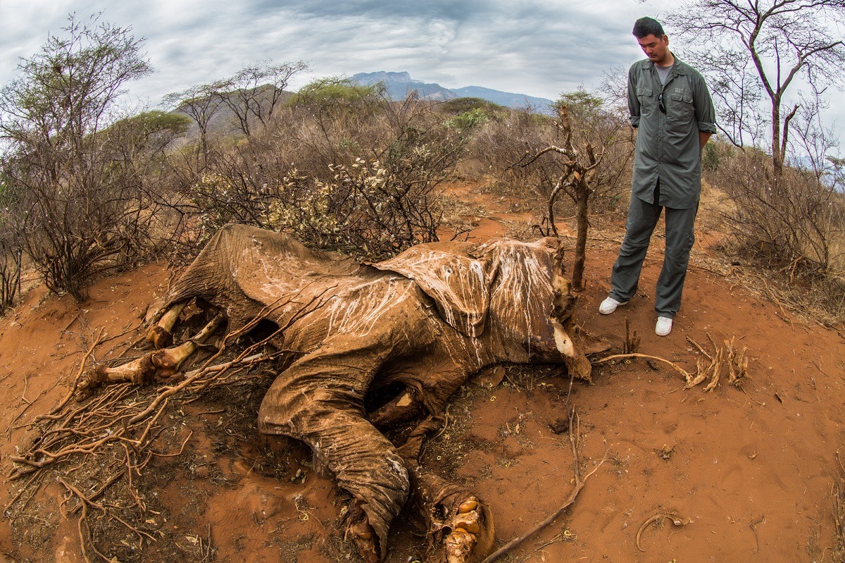 非洲各處的保育區，都因為盜獵問題煩惱不已。　Photo by Kristian Schmidt / WildAid