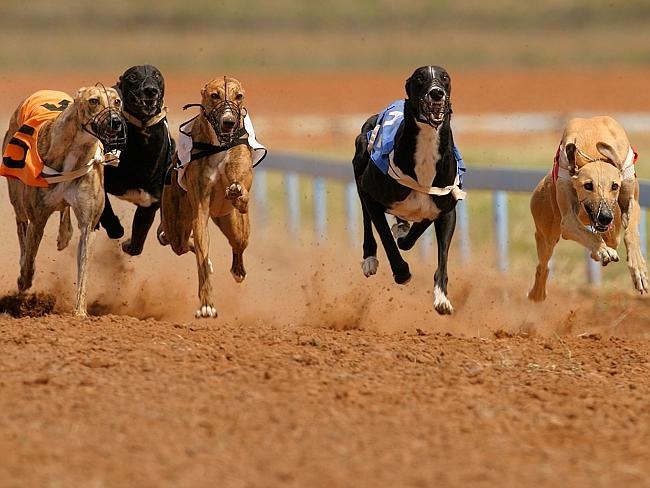 澳洲賽狗產值龐大,但近月來連續傳出殘忍的新聞,不少民眾呼籲政府關閉賽狗產業。 取自couriermail