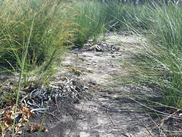 民眾在郊區發現大量腐敗程度不一的狗屍。 Twitter_ ABCNews24