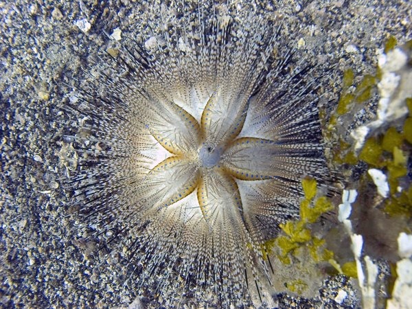 海膽。　twitter_Hawaiianimages