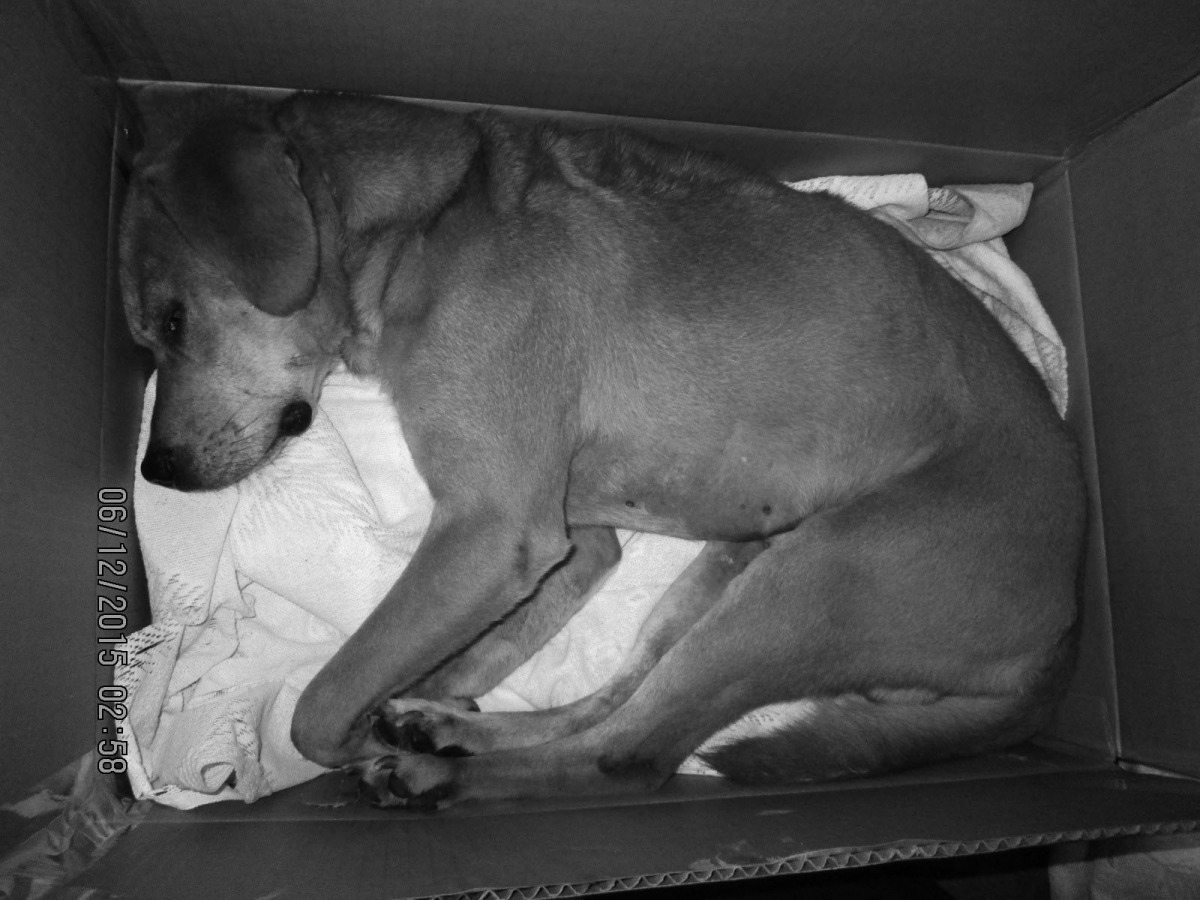 死亡犬隻為成犬，照片已變色處理。　台北市動保處/提供