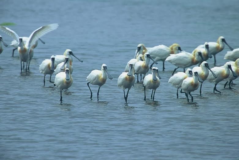 今年共有2034隻黑面琵鷺來台度冬，其中以台南市的1490隻數量最多。　中華鳥會/提供，李文化/攝