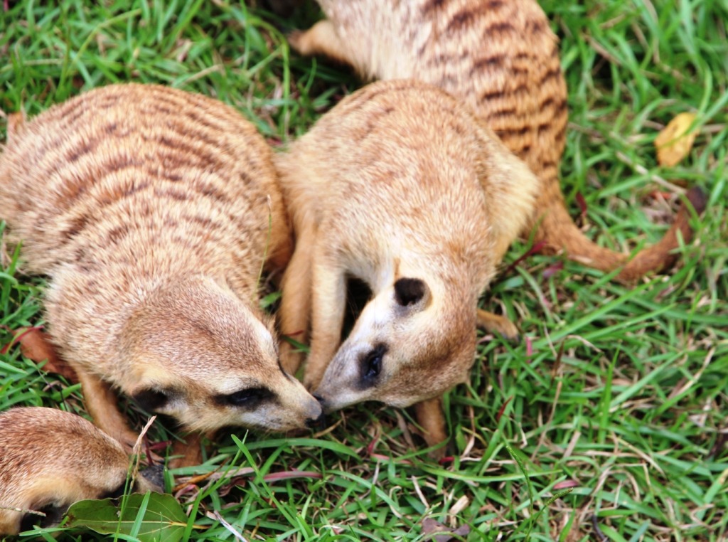 狐獴寶寶親吻媽媽。　六福村/提供