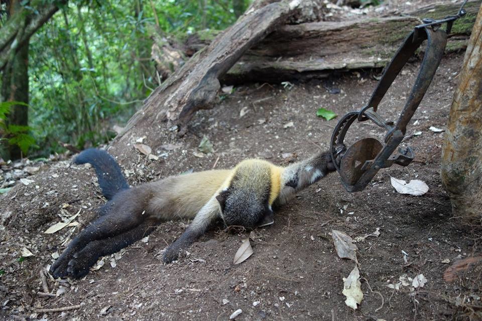2014年11月22日，山友於高雄那瑪夏發現二級保育類動物黃喉貂因被獸鋏困住而活活餓死。　資料照