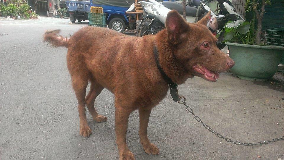 高雄大寮女子監獄附近失蹤的毛孩子「泰迪」。 顏杏娟/提供