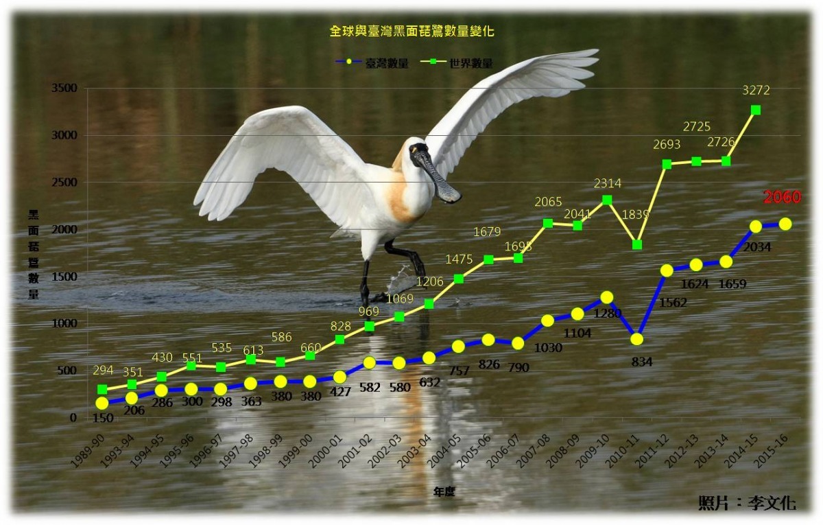 全球（綠點黃線）與台灣（黃點藍線）黑面琵鷺數量變化。　中華鳥會/提供