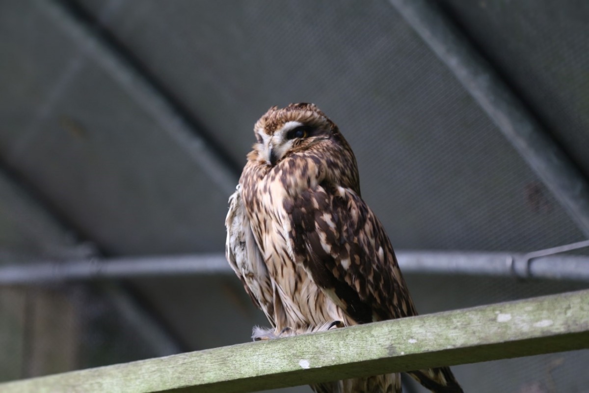被無良人類私心馴養的短耳鴞，於新北動保處送醫照護中，5月26日死亡。新北動保處/提供