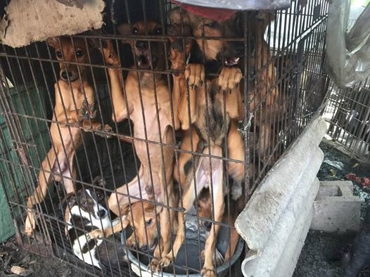  洪姓婦人認為把狗餵胖了、環境改善了，就沒人會再捐款給她，導致狗場有如動物煉獄。　瑭芯/攝