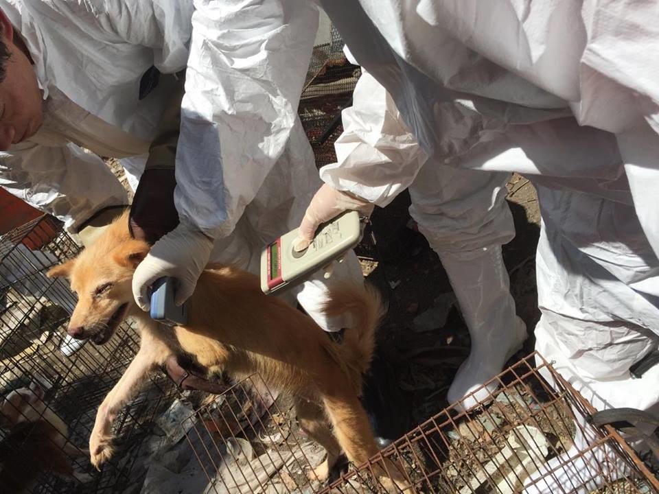 彰化縣動物防疫所19日再度前往複查洪婦的狗場,發現並未改善,決定強制沒入所有動物。 陳隨意/提供