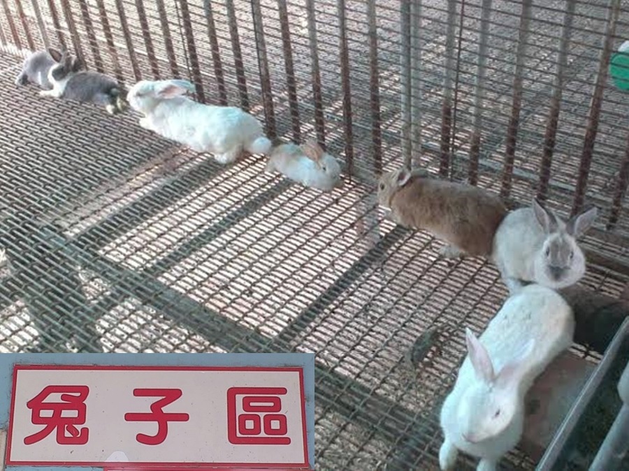 台南市動保處承辦人陳志宏表示，中華護生協會將公兔母兔分籠飼養，兔子區有專人打掃且籠舍寬闊。　陳志宏/提供