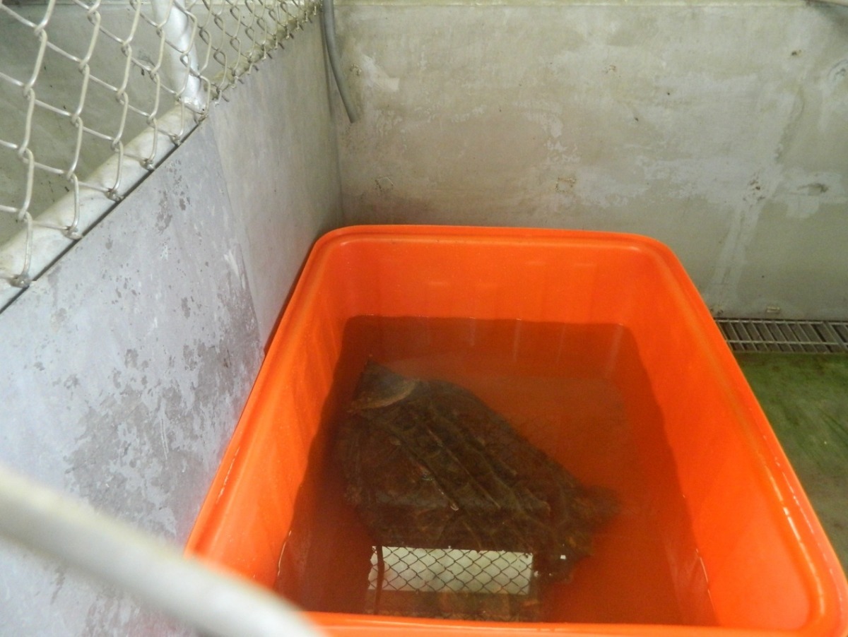 颱風天逛大街的大鱷龜,10月2日下午已被飼主領回。 動保處/提供