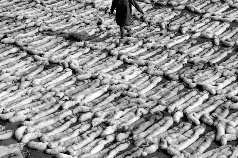 台灣動物新聞網資料照(行動亞洲/提供)