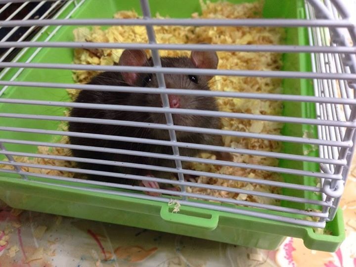 《樓下的房客》劇組拍戲時傳出有虐待老鼠行為，劇組也趕緊澄清。  取自靠北影視