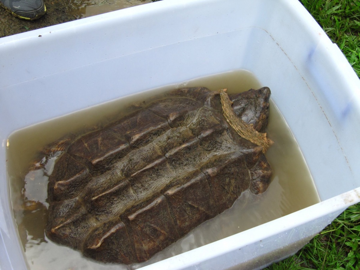 飼養動物前,應先做好評估,包含考量動物之後會長得多大! 取自廖培鈞臉書
