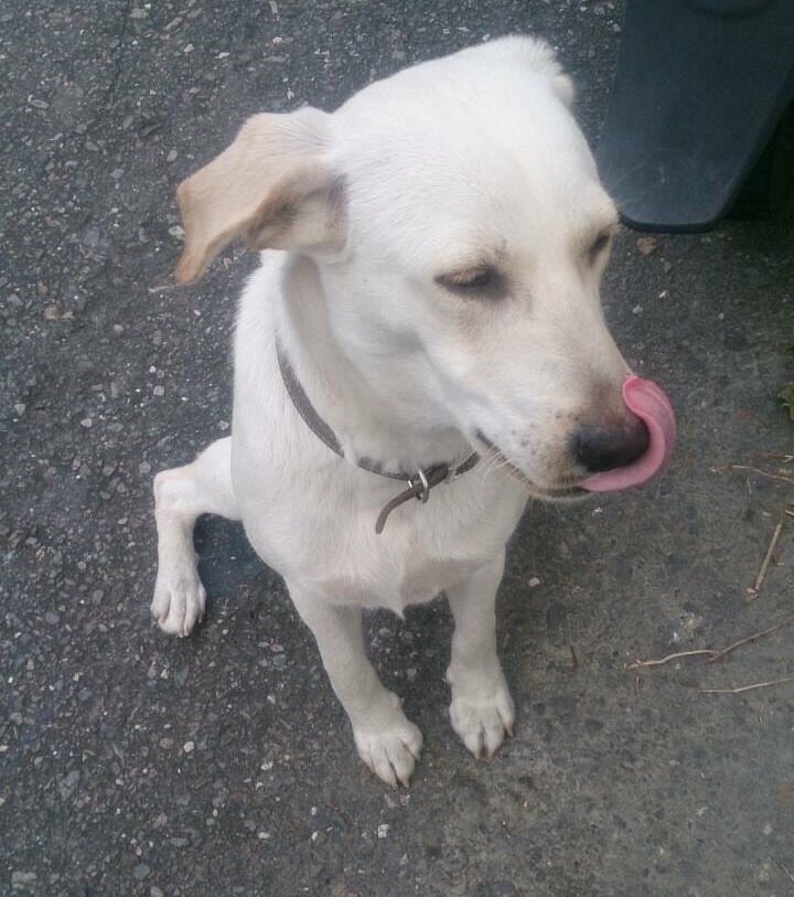 未滿一歲，親人的小白，生命卻在戲謔中被殘忍結束！　張小姐/提供