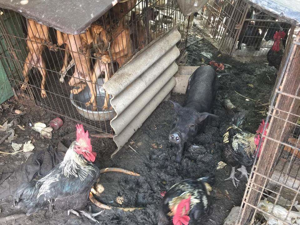 每個狗籠關養8-9隻狗，彼此踩踏推擠，一堆雞、鴨、豬、羊也混養於場內。瑭芯/攝