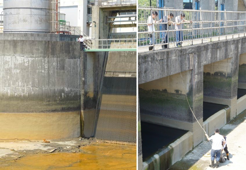 日前一隻小黃流浪狗受困抽水站,新北市動保處判斷小黃狗應是不慎排水溝後,循水道進入站內。 新北市動保處/提供