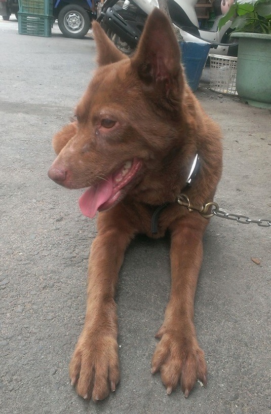 「泰迪」是一隻被飼養的雌性家犬,未植晶片,不確定有無結紮。 顏杏娟/提供