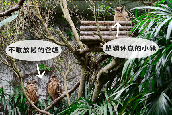 不得鬆懈的親鳥、以及單獨休息的小豬，一家三口白天時幾乎都像雕像不動。　台北動物園-張庭瑜/攝