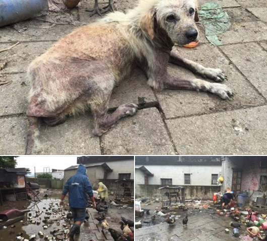 彰化縣溪湖這一狗場髒亂環境，動物狀況慘不忍睹，導致每隻狗幾乎都有嚴重皮膚病。瑭芯/攝
