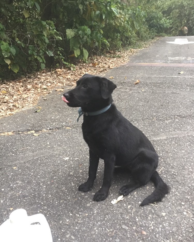 愛媽擔心另一隻同時被軍方帶走的小黑狗也慘遭毒手，希望軍方可以給一個明白的交代。張小姐/提供