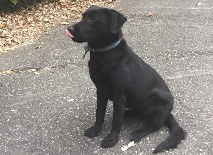 網路流傳另一隻流浪狗「小黑」也遇害，海軍司令部表示小黑安全無虞，已被高雄市關懷流浪動物協會理事長王小華接走。　台灣動物新聞網資料照(張小姐/提供)