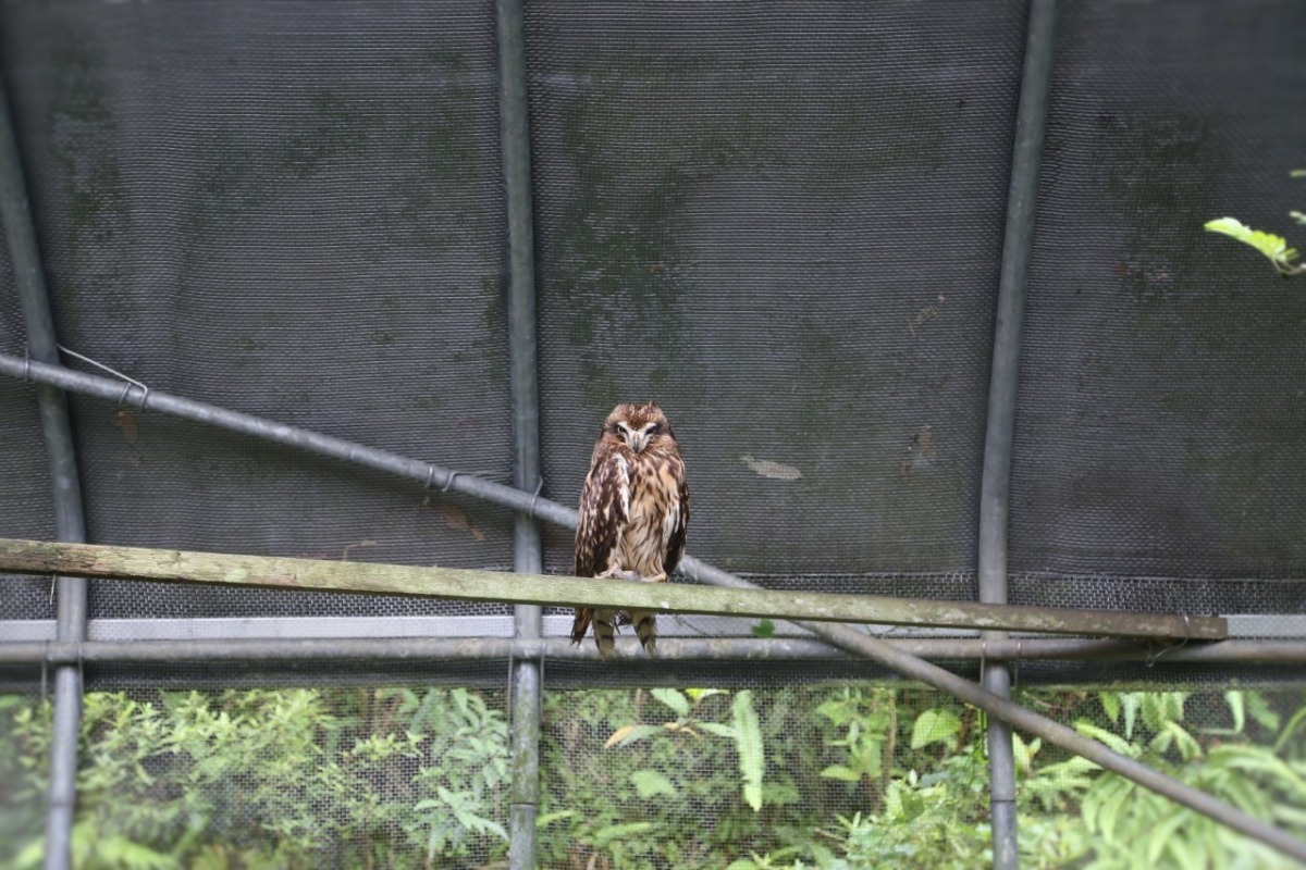 野生動物被飼養就像被囚禁，無法妥善照顧形同虐待！新北動保處/提供